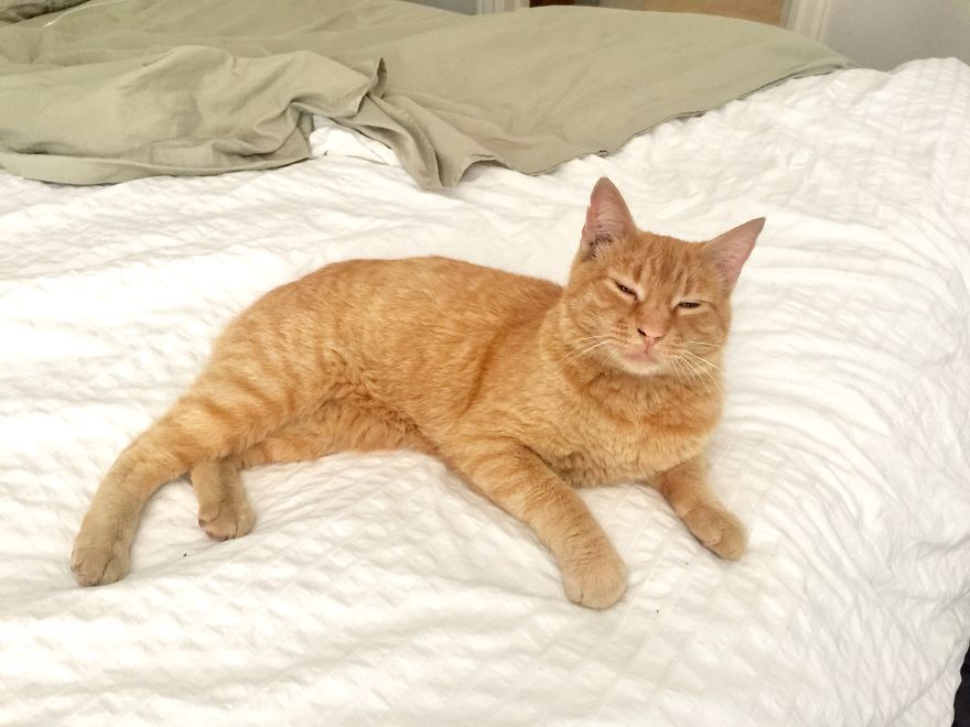 We Adopted A Stray Cat And He Can't Stop Showing His Gratitude