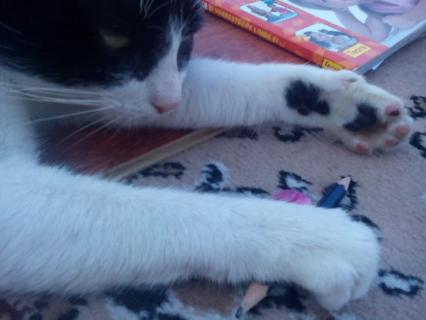 My Cat Was Angry Because I Was Drawing. She Stopped Me...