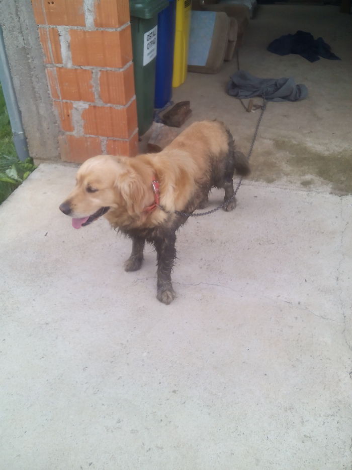 Mud Goldie... But He Is Happy (chain Is Only Until We Washed He)