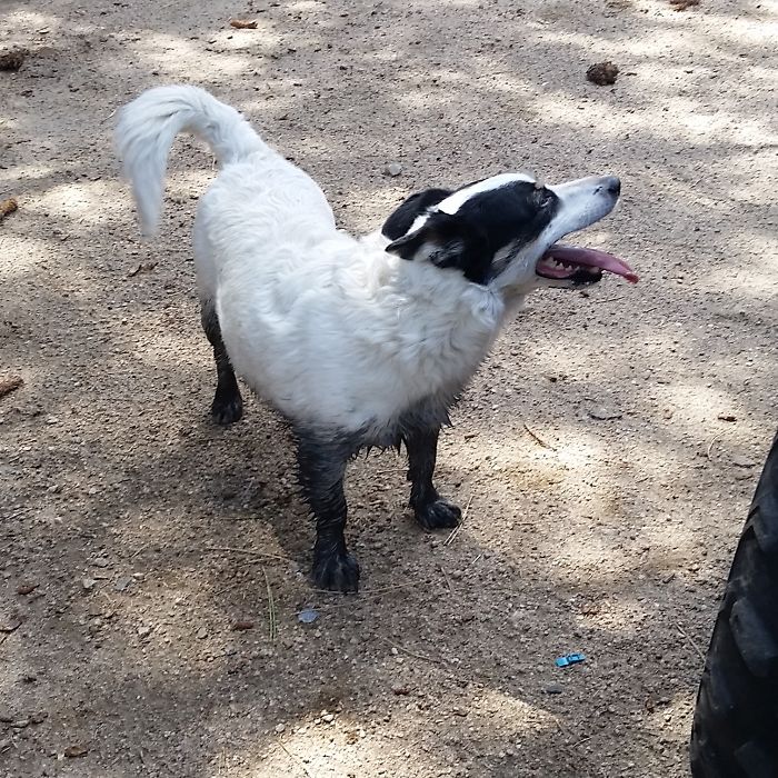 Forget Brown Mud. Bebe Went For The Black Stuff.