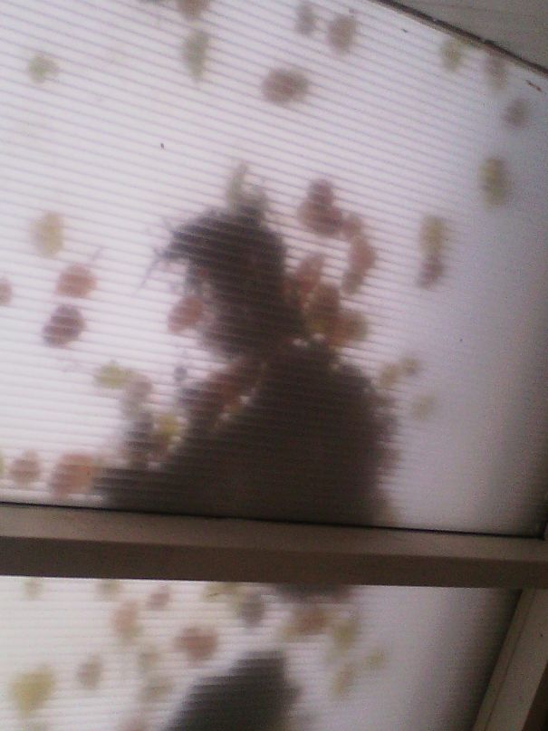 Man With Huge Nose And A Tie