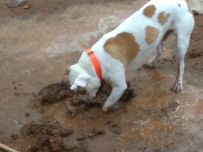 Beginning Of Gun In The Mud Cause Who Doesn't Love A Mud Bath?