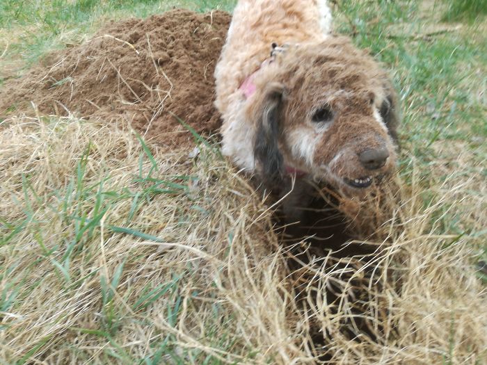 Amalia Is Helping Gardening