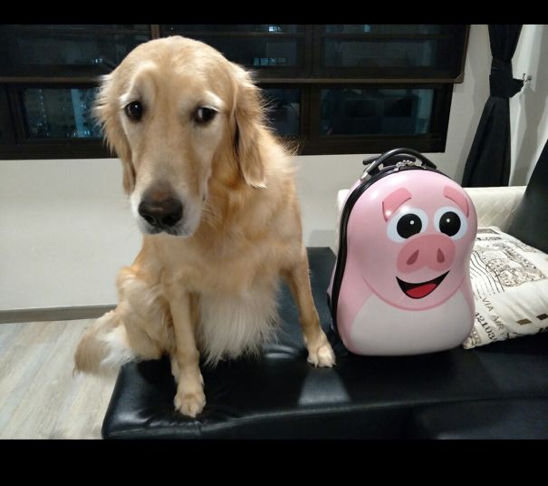 Fearful Of Her Pink Luggage. Lol