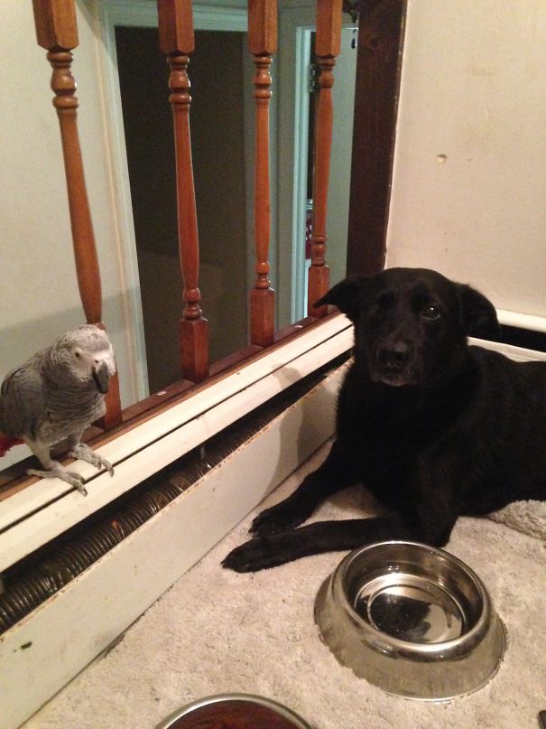 To Be Fair, Parrots Are Assholes.