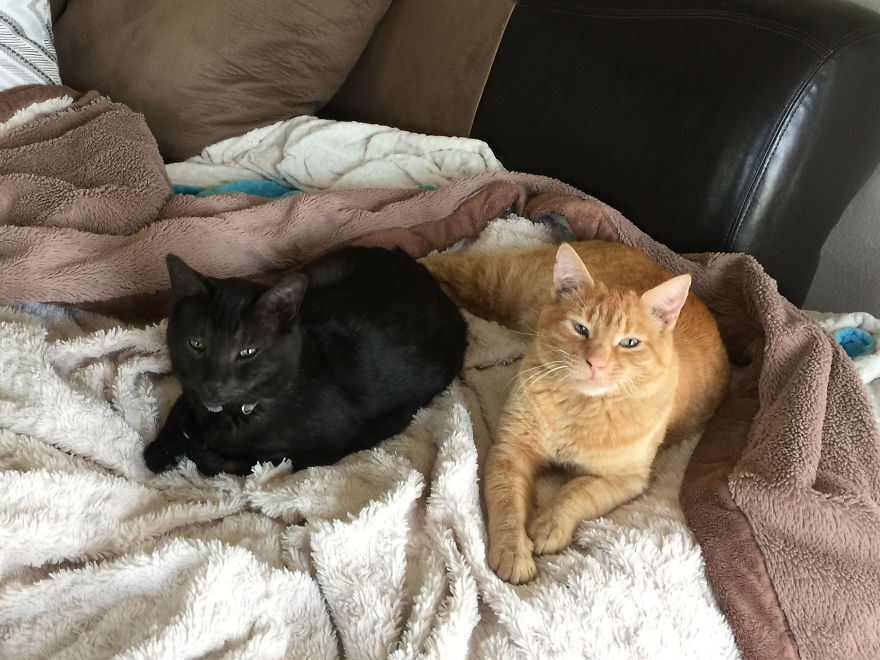 We Adopted A Stray Cat And He Can't Stop Showing His Gratitude