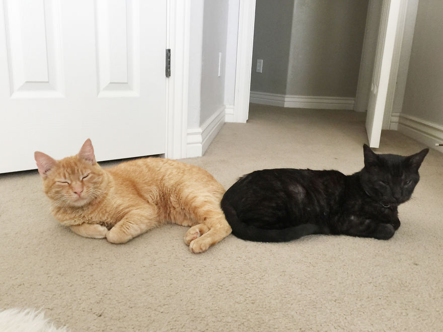 We Adopted A Stray Cat And He Can't Stop Showing His Gratitude We Adopted A Stray Cat And He Can't Stop Showing His Gratitude