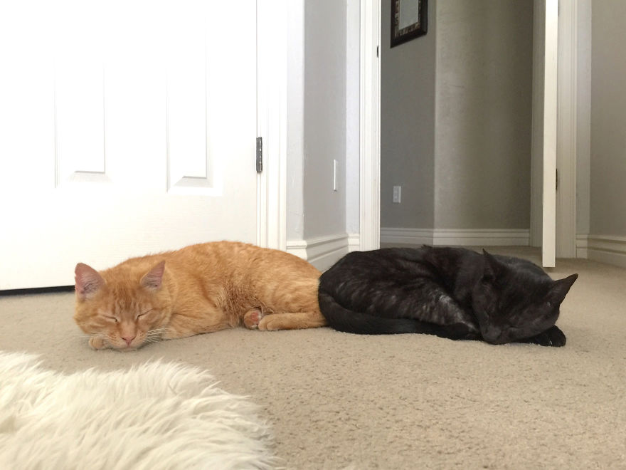 We Adopted A Stray Cat And He Can't Stop Showing His Gratitude We Adopted A Stray Cat And He Can't Stop Showing His Gratitude