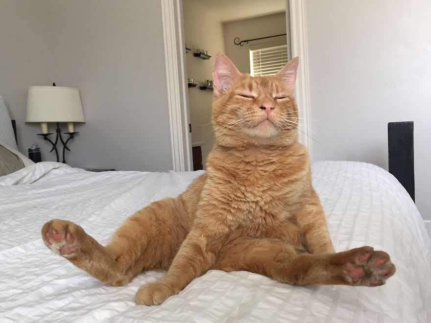 We Adopted A Stray Cat And He Can't Stop Showing His Gratitude