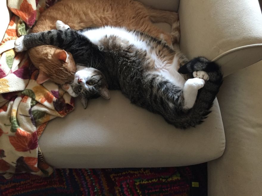 My Cat Has Some Serious Boundary Issues