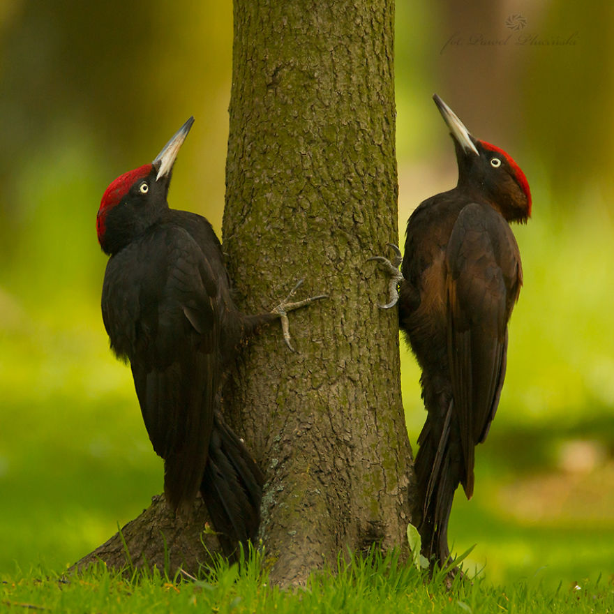 I Photograph Polish Birds I Photograph Polish Birds