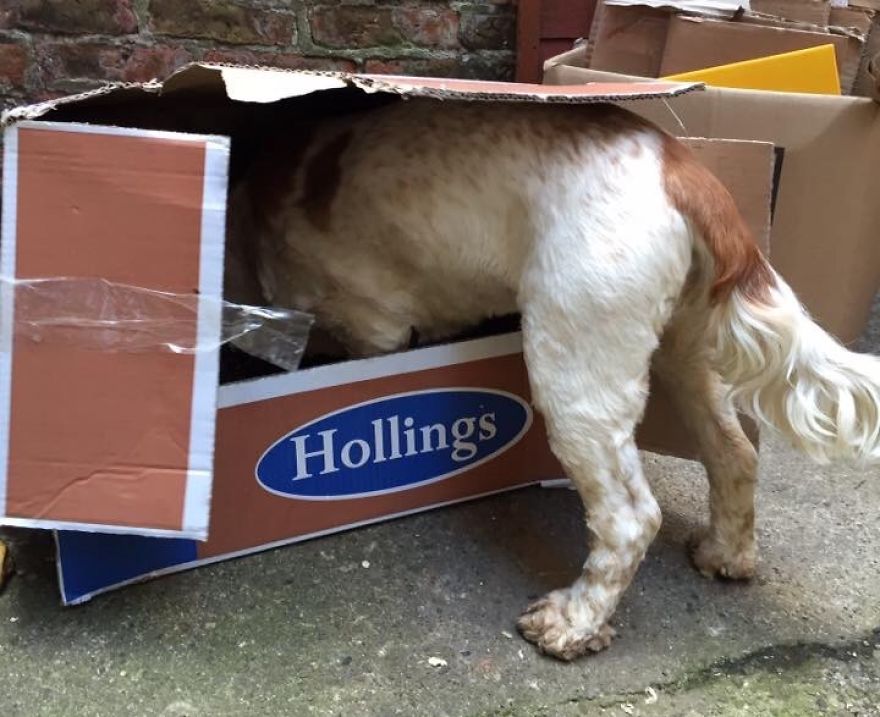 A Day In The Life Of Archie And Dexter - Two Pet Shop Dogs!