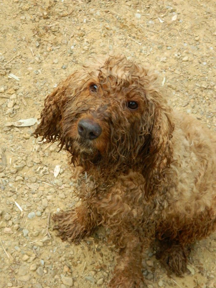 Hates A Bath Unless It's Mud!