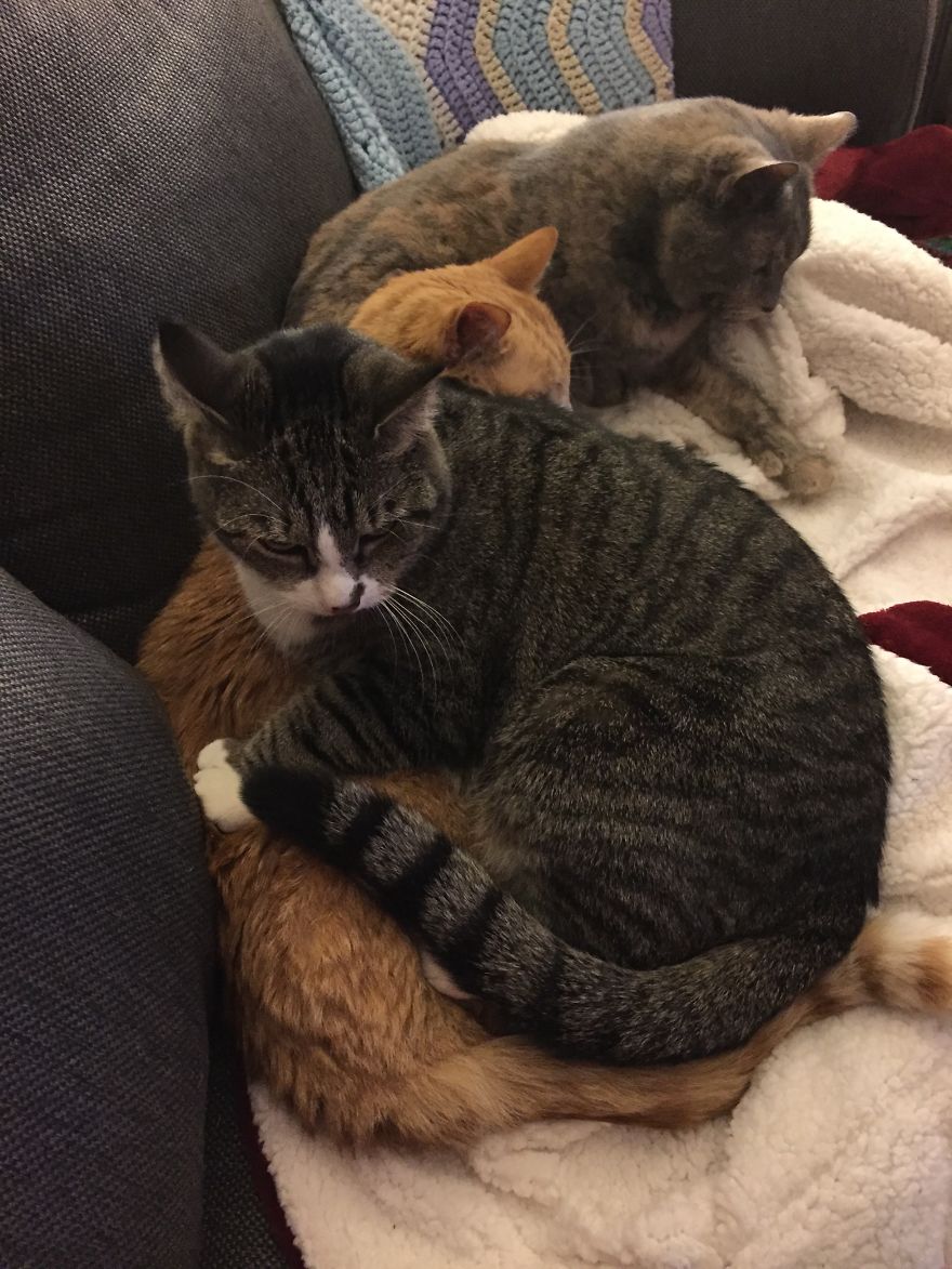 My Cat Has Some Serious Boundary Issues