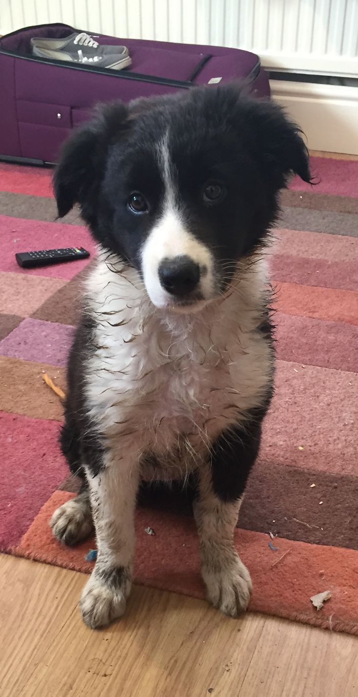 Lost The Dog For 20 Minutes, Found Her Like This..