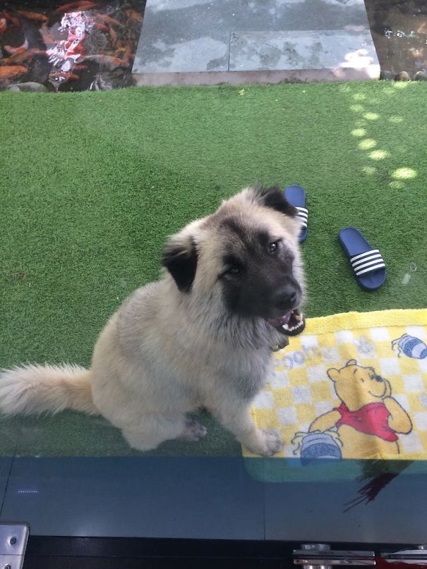He's Not Allowed To Come Inside, So He Sit There Quietly Waiting For Me