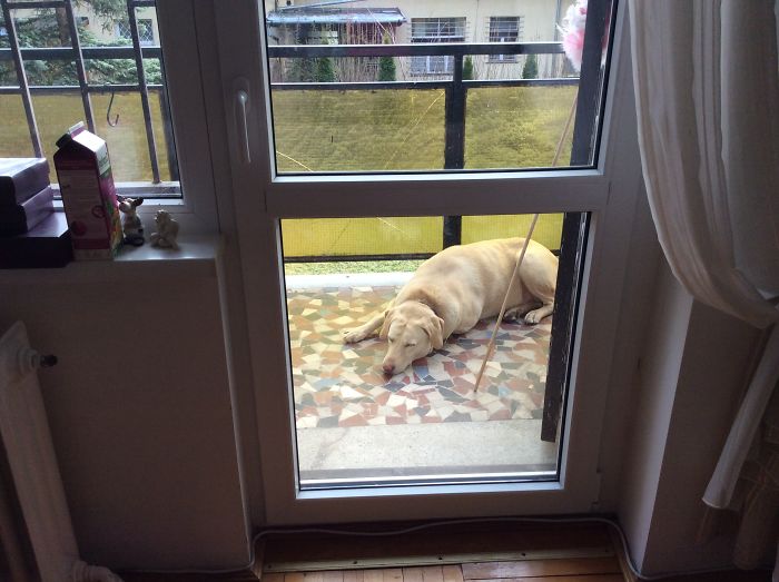 Our Labrador Mona Lisa Is A Mud Fun, After The Party