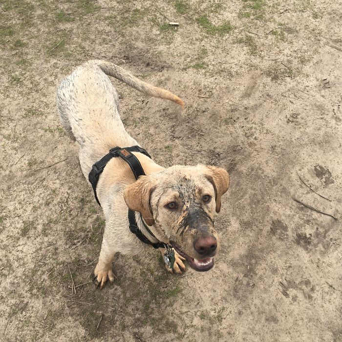 People Thought Remus Was A Rare Brindle Lab.