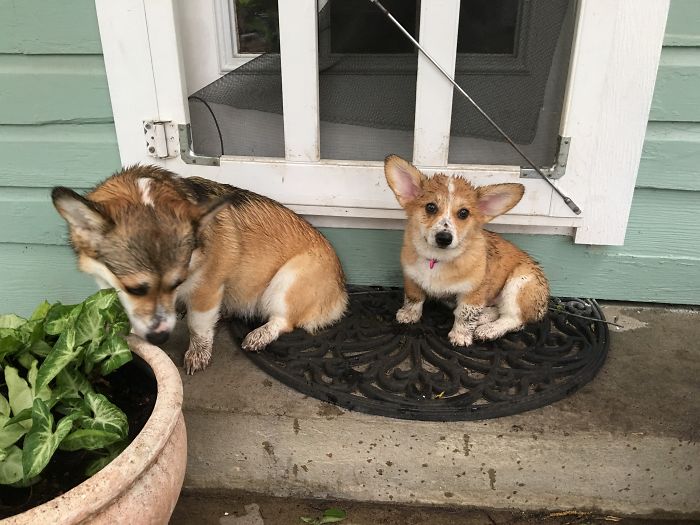 But Sister Made Me Do It!!!