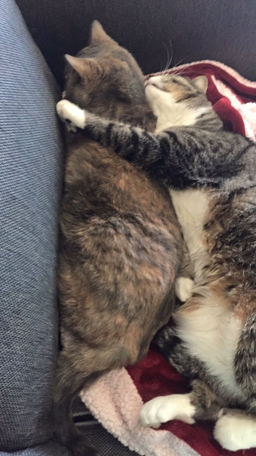 My Cat Has Some Serious Boundary Issues