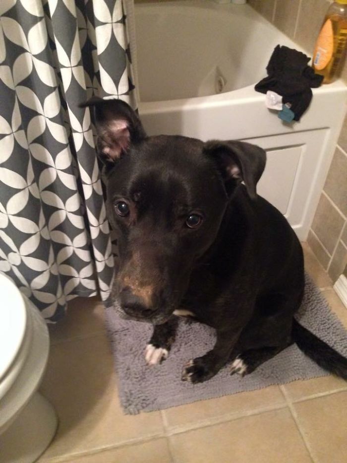 I Am Not Responsible For That Hole You Found In The Back Yard-what Would Ever Make You Think That??