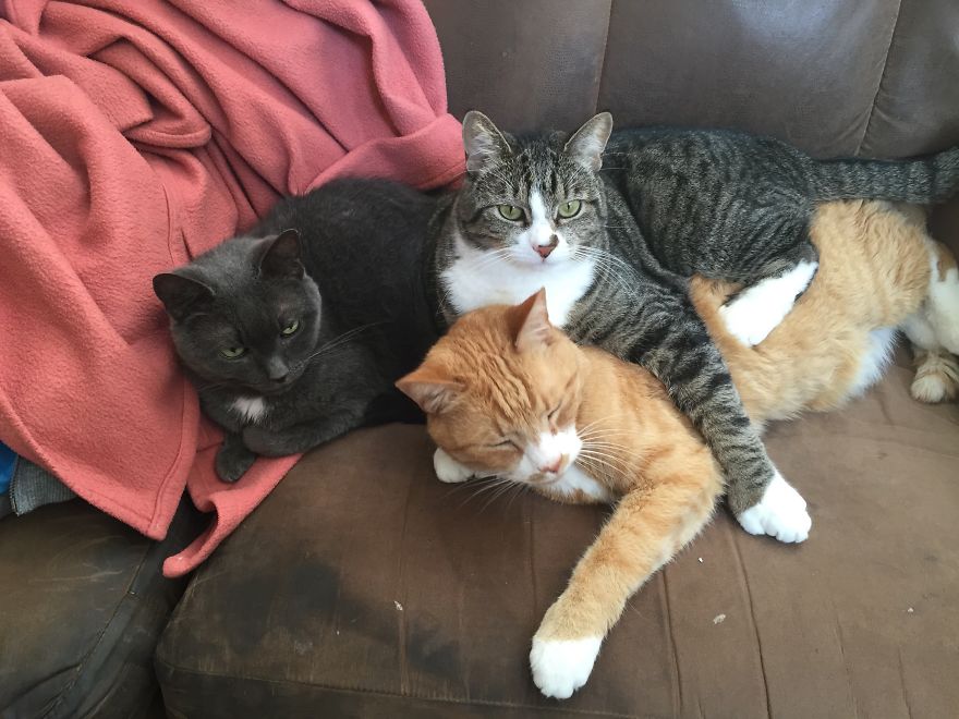 My Cat Has Some Serious Boundary Issues