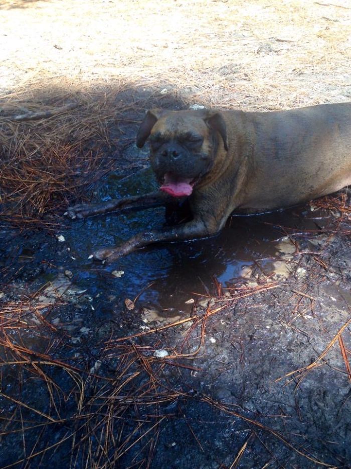She Managed To Find The Only Mud Puddle At The Dog Park