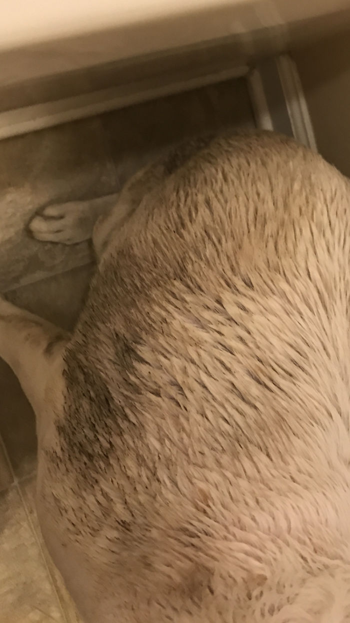 She Loves Baths So Much, She Rolled In Mud Right After A Bath To Get Another Bath