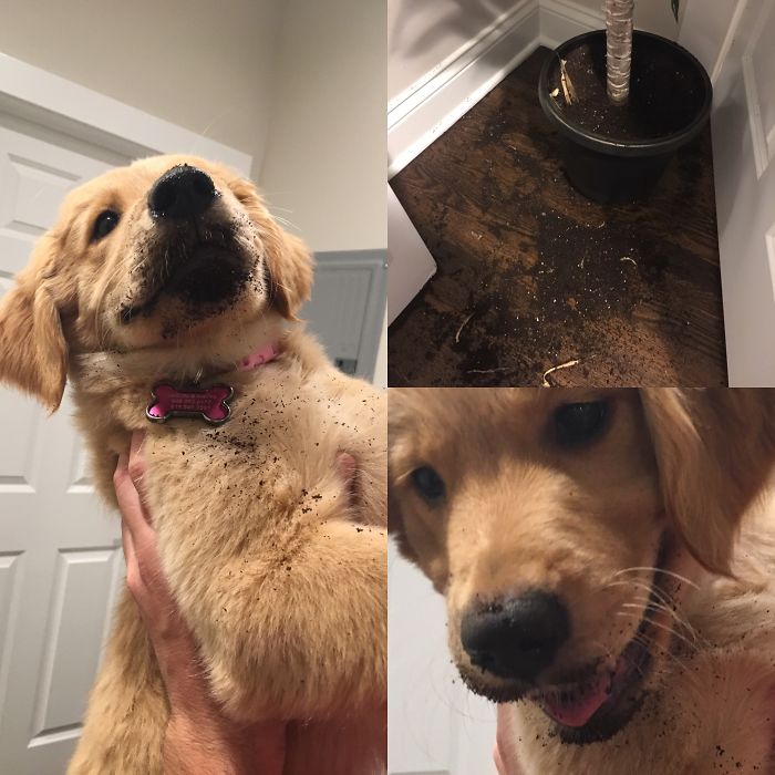 She "helped" With Replanting This Plant...