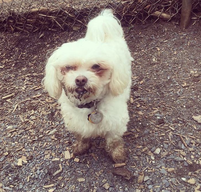 Tucker After Enjoying Some Mud & Dirt At The Dog Park.