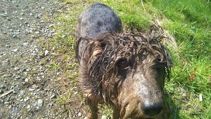 Miniature, Hairy Hippo