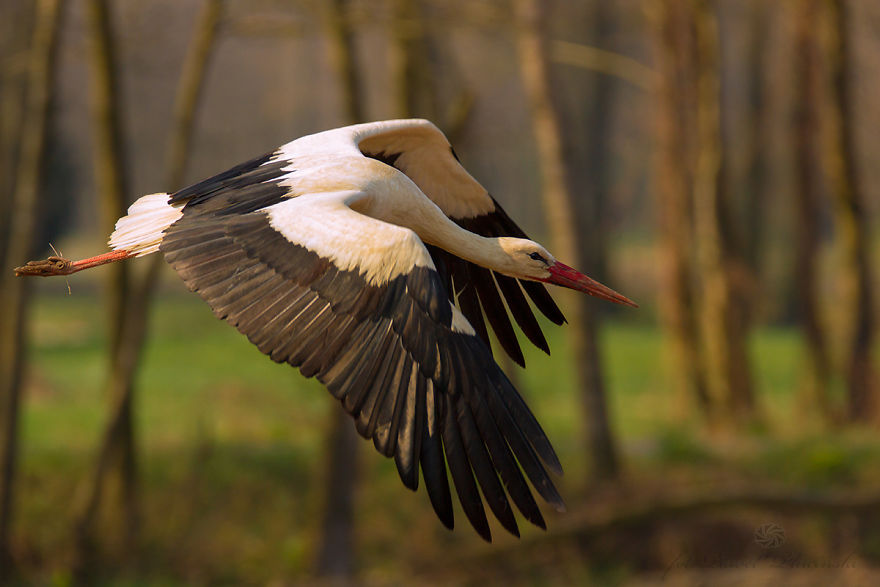 I Photograph Polish Birds