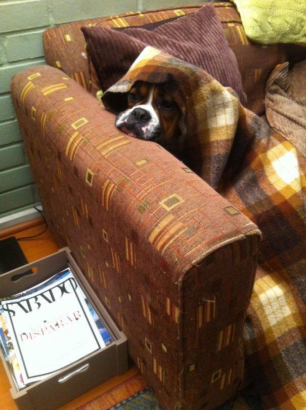 My Dog Is Afraid Of Storm.. So He Hide!