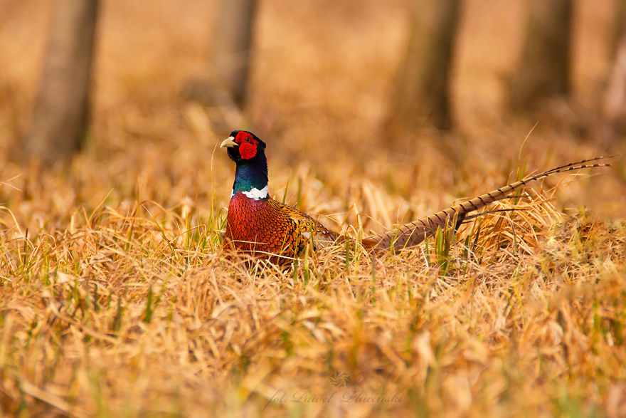 I Photograph Polish Birds