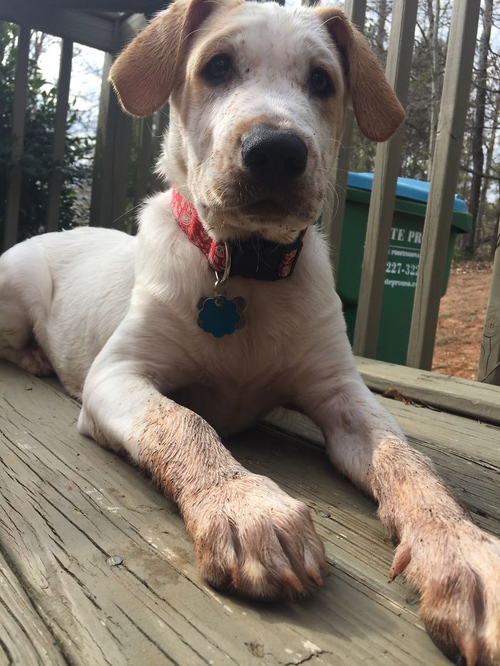 The White One Discovered Mud For The First Time