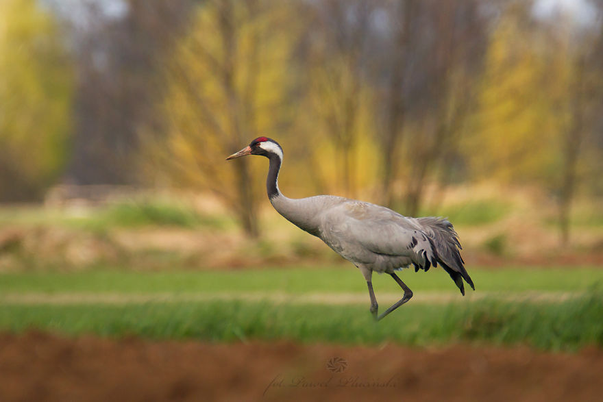 I Photograph Polish Birds