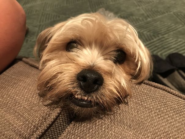 Hercules Is Not Allowed On The Couch, So He Does This...