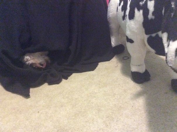 My Dog , Lillie Is Afraid Of A Stuffed Cow I Have