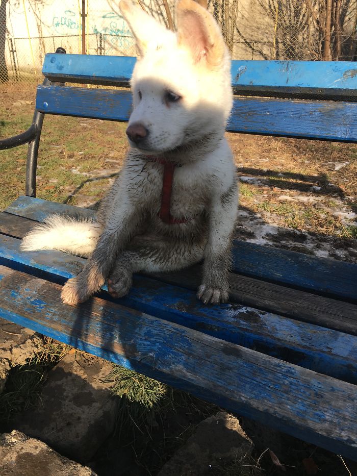 Ayra's First Mud Bath! My Akita Inu