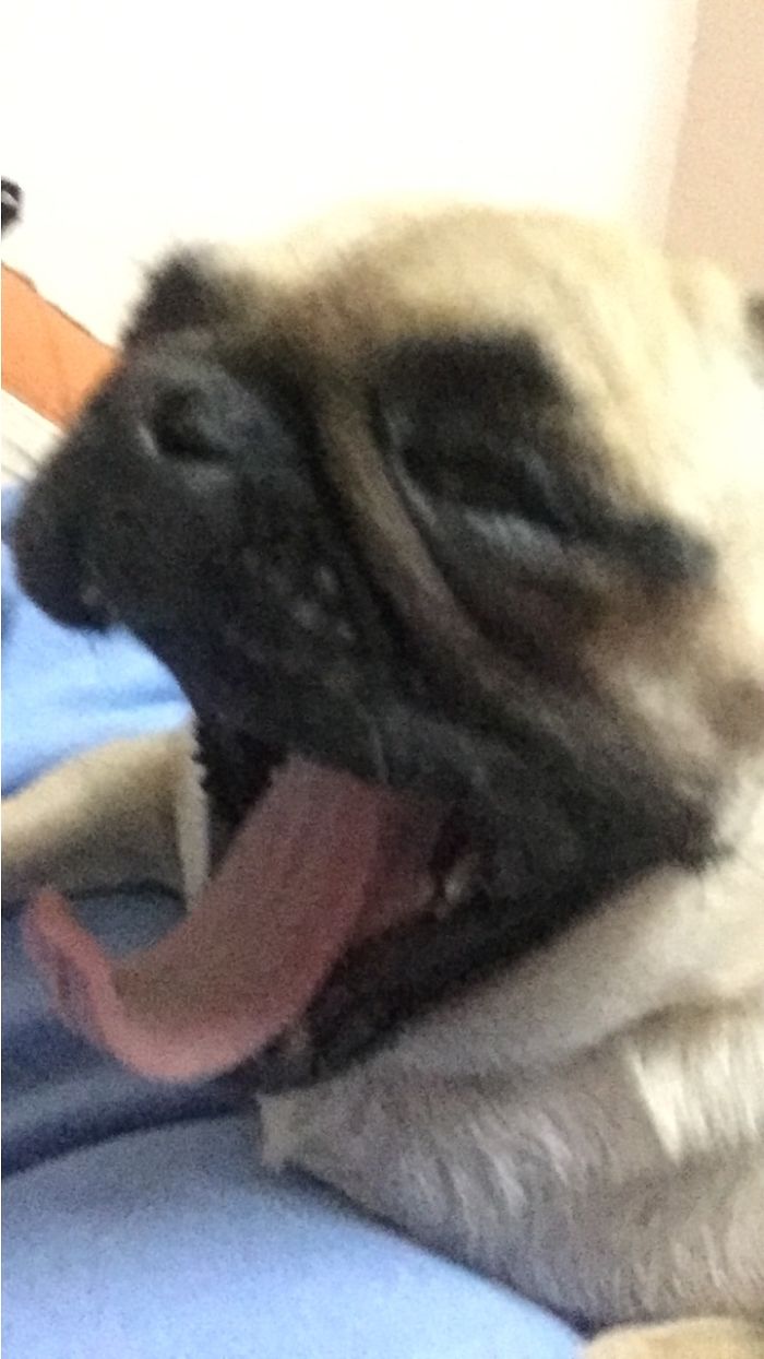 Boring Is Just Not Only A Panda's Job !