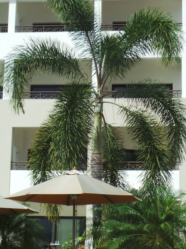 Abbot In A Palm Tree