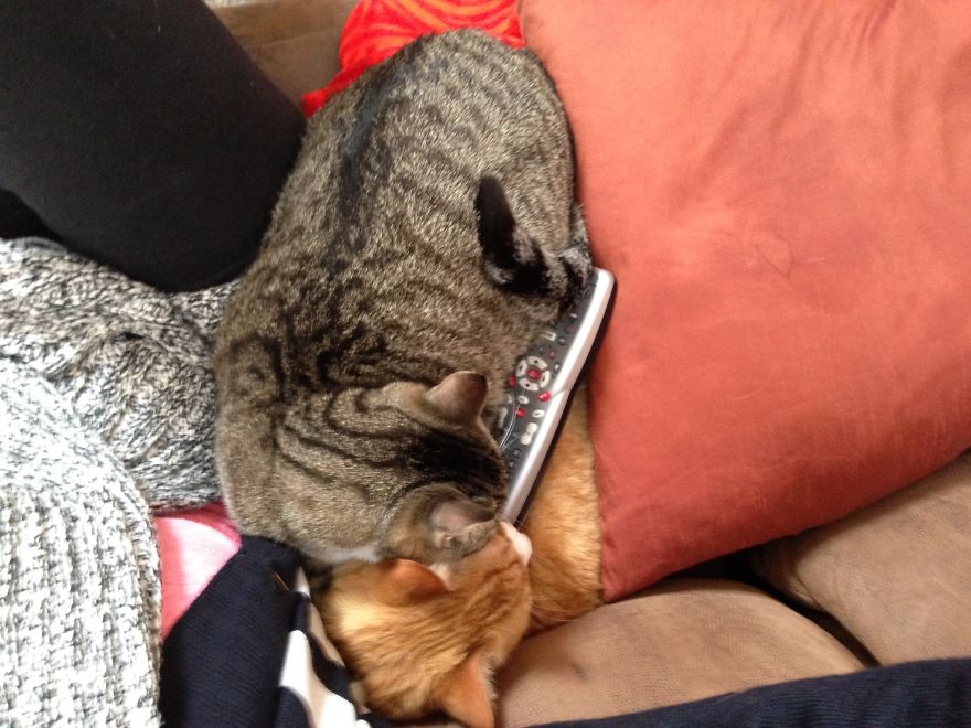 No Space? Hmmm I'll Just Lay On You