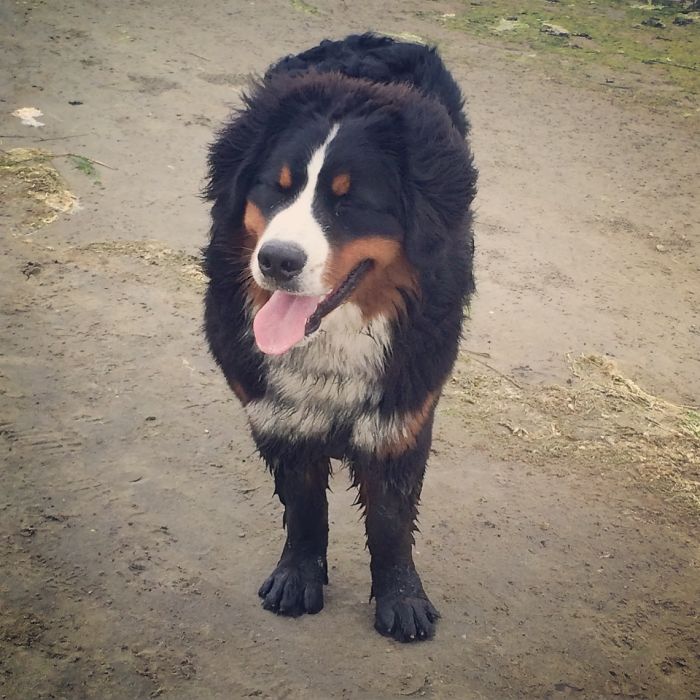 His Friends Went Into The Sea On The Left. Ozzy Chose The Giant Bog On The Right.....