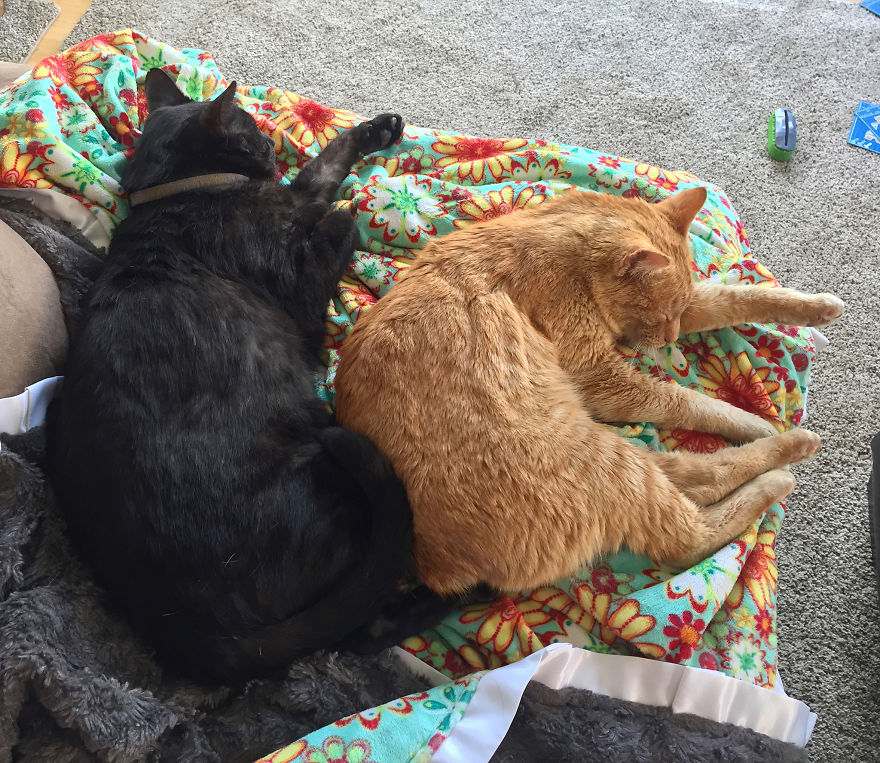 We Adopted A Stray Cat And He Can't Stop Showing His Gratitude