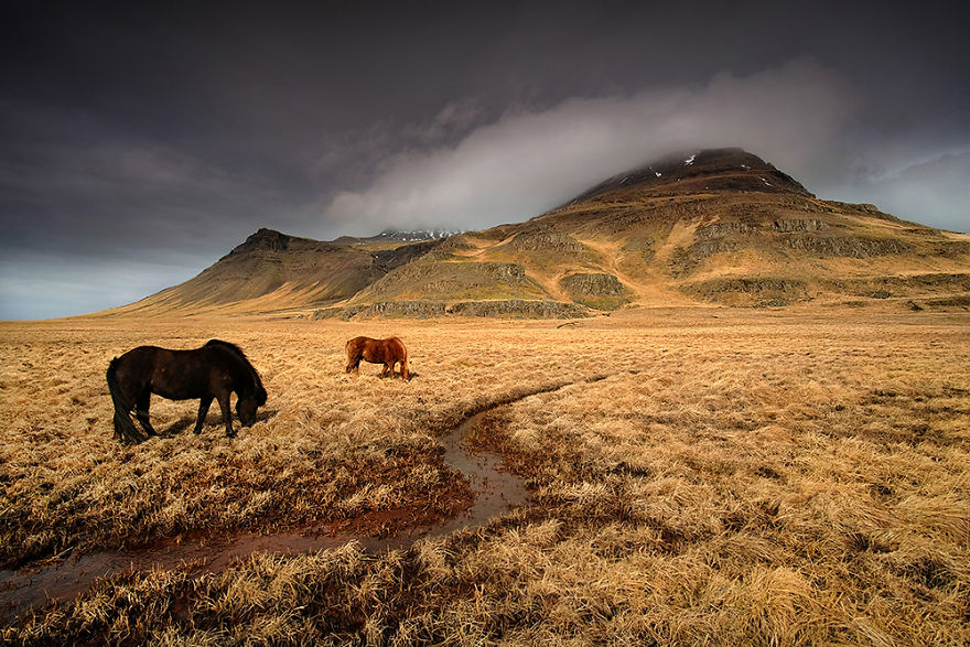 "icelandic Mustangs" - Vol.1