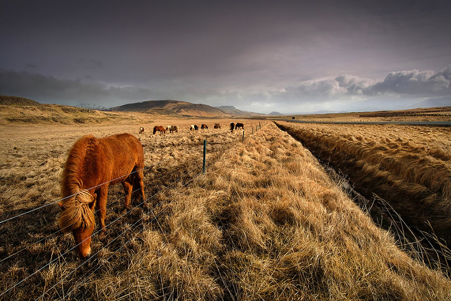 "icelandic Mustangs" - Vol.2