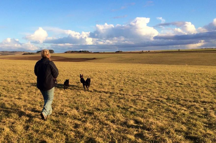 Introducing Henry, The Horseshoe Hound Raising Funds For Dog Rescue Introducing Henry, The Horseshoe Hound Raising Funds For Dog Rescue