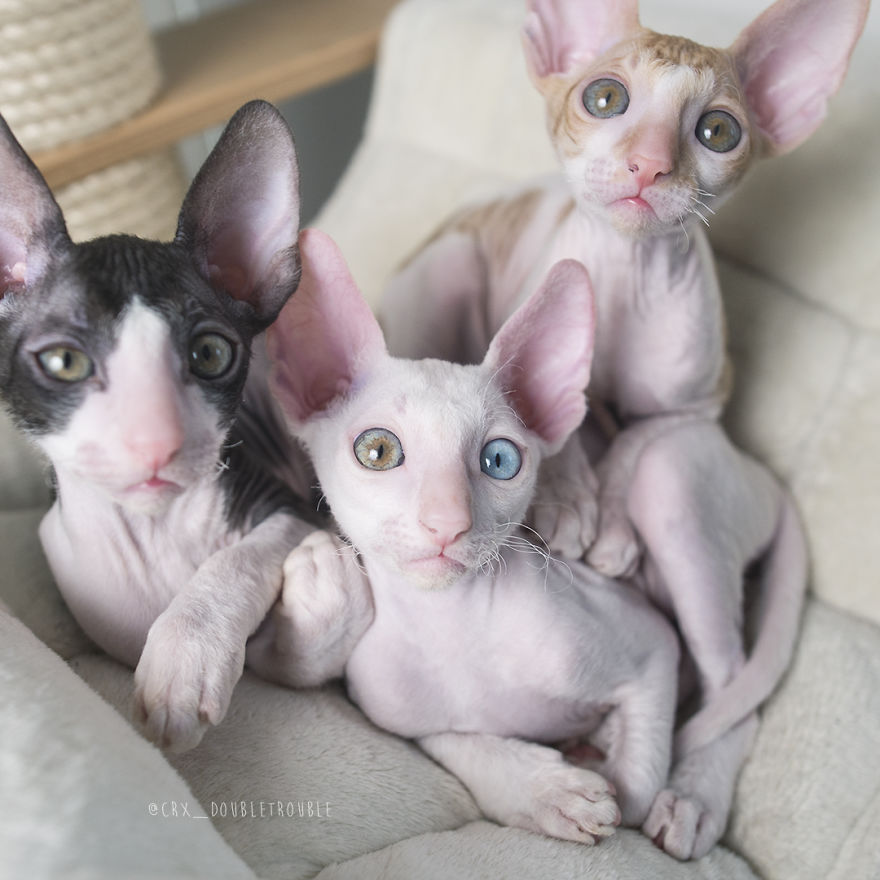 Is There Anything Cuter Than Fluffy Furry Kittens? Oh Yes, Little Alien-Looking Cornish Rex Babies Is There Anything Cuter Than Fluffy Furry Kittens? Oh Yes, Little Alien-Looking Cornish Rex Babies