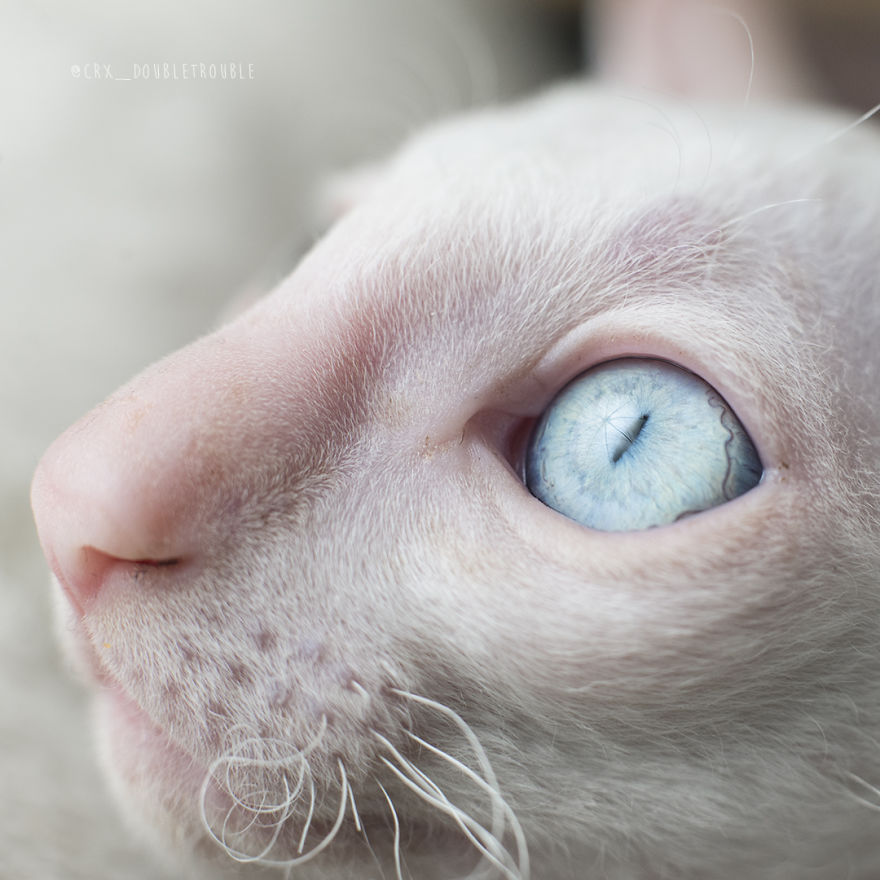 Is There Anything Cuter Than Fluffy Furry Kittens? Oh Yes, Little Alien-Looking Cornish Rex Babies Is There Anything Cuter Than Fluffy Furry Kittens? Oh Yes, Little Alien-Looking Cornish Rex Babies