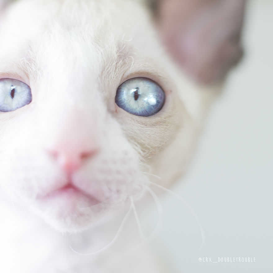 Is There Anything Cuter Than Fluffy Furry Kittens? Oh Yes, Little Alien-Looking Cornish Rex Babies Is There Anything Cuter Than Fluffy Furry Kittens? Oh Yes, Little Alien-Looking Cornish Rex Babies